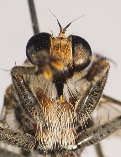 Réf. 317 210 : Triorla sp.